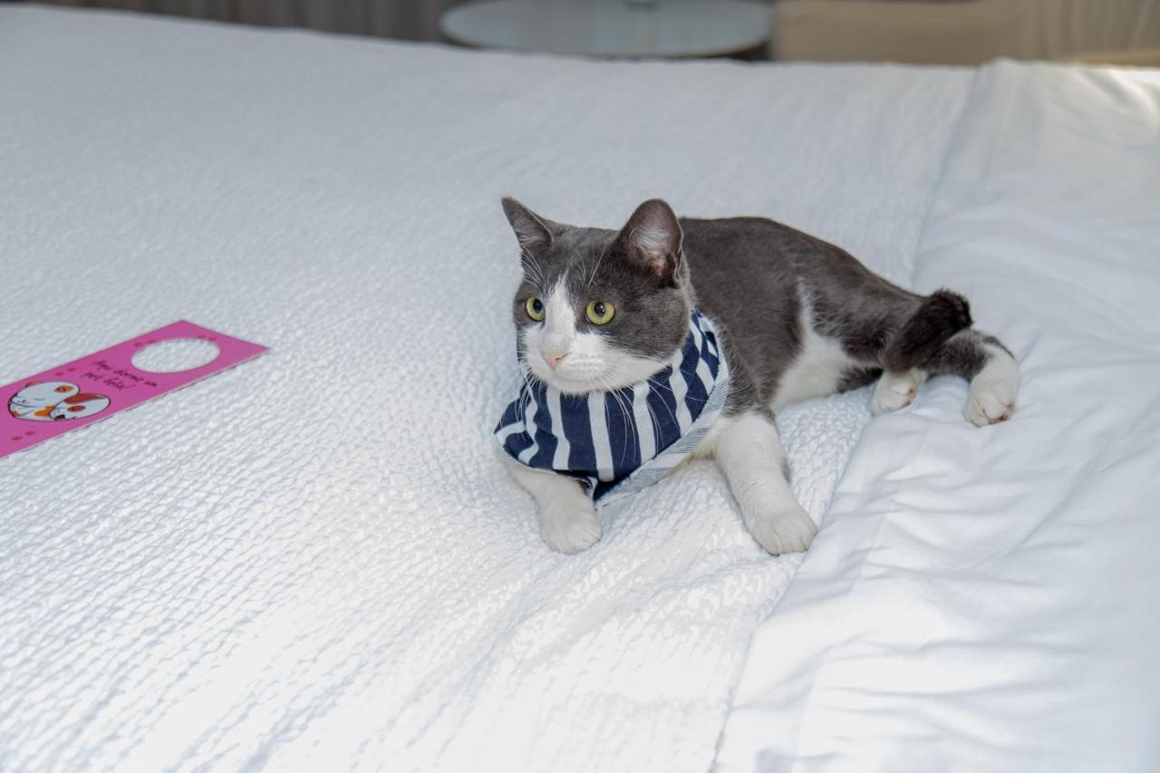 里约热内卢巴拉亚特兰帝卡国际酒店 外观 照片 A cat wearing a buster collar
