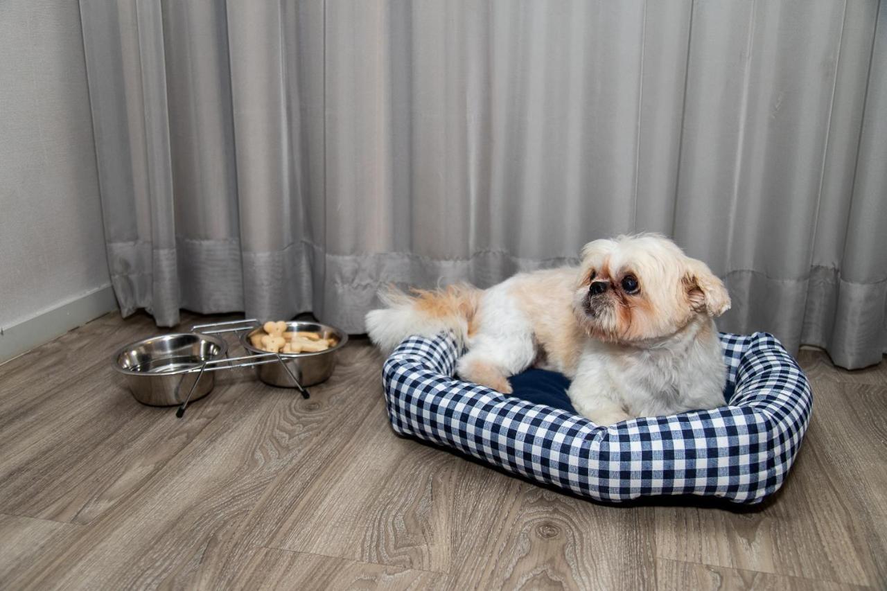 里约热内卢巴拉亚特兰帝卡国际酒店 外观 照片 A dog in a dog bed
